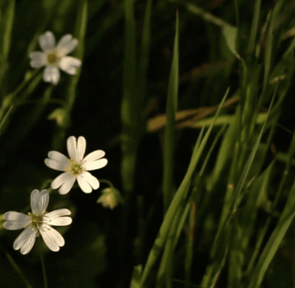 Radiohead 30'' blip: 'Desert Island Disk' by Adam Buxton